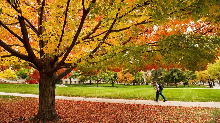 Student walking up a hill with a large tree in the foreground during the fall.