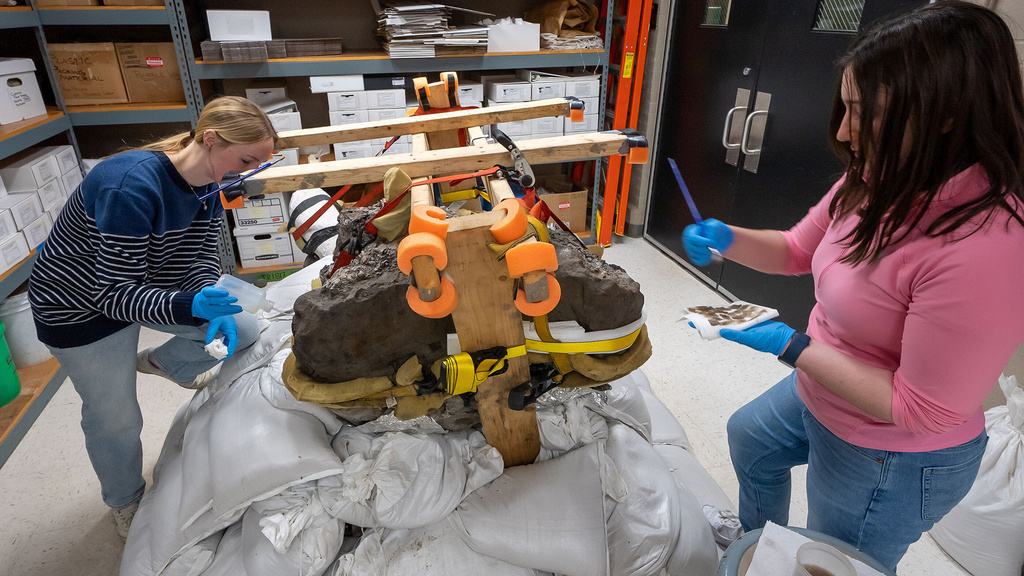 students working on a mastodon skull