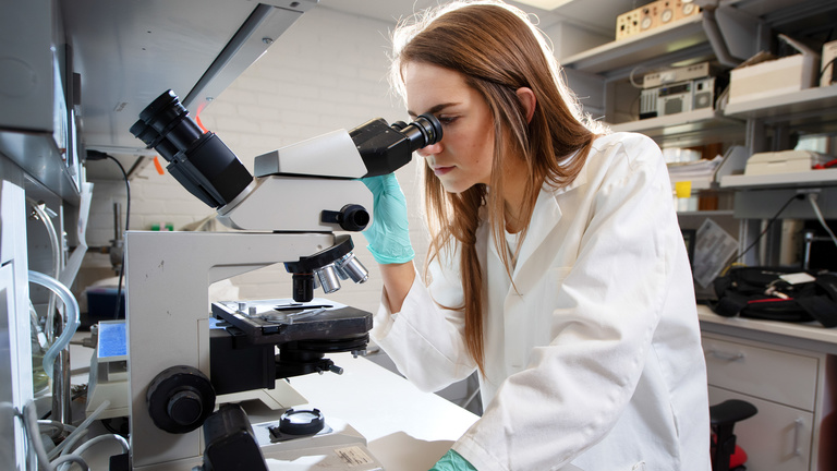 Undergraduate student looks into a microscope.