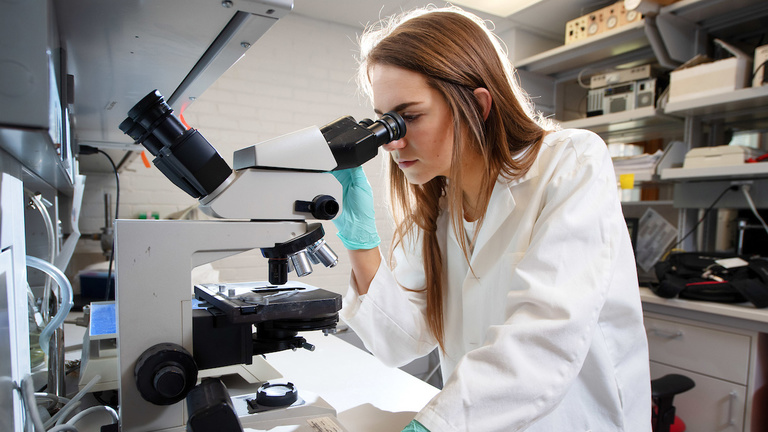 an undergraduate researcher using a microscope in a laboratory